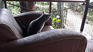 Cat watching the world around