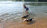 Swimming dogs in the River Nile