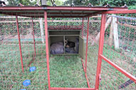 One of our dog night kennels within the dog compound