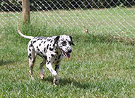 Dalmatian in the compound at the Nile Pet Boarding