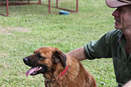 TJ and Coffee in the dog compound
